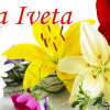 Květinářství Iveta logo